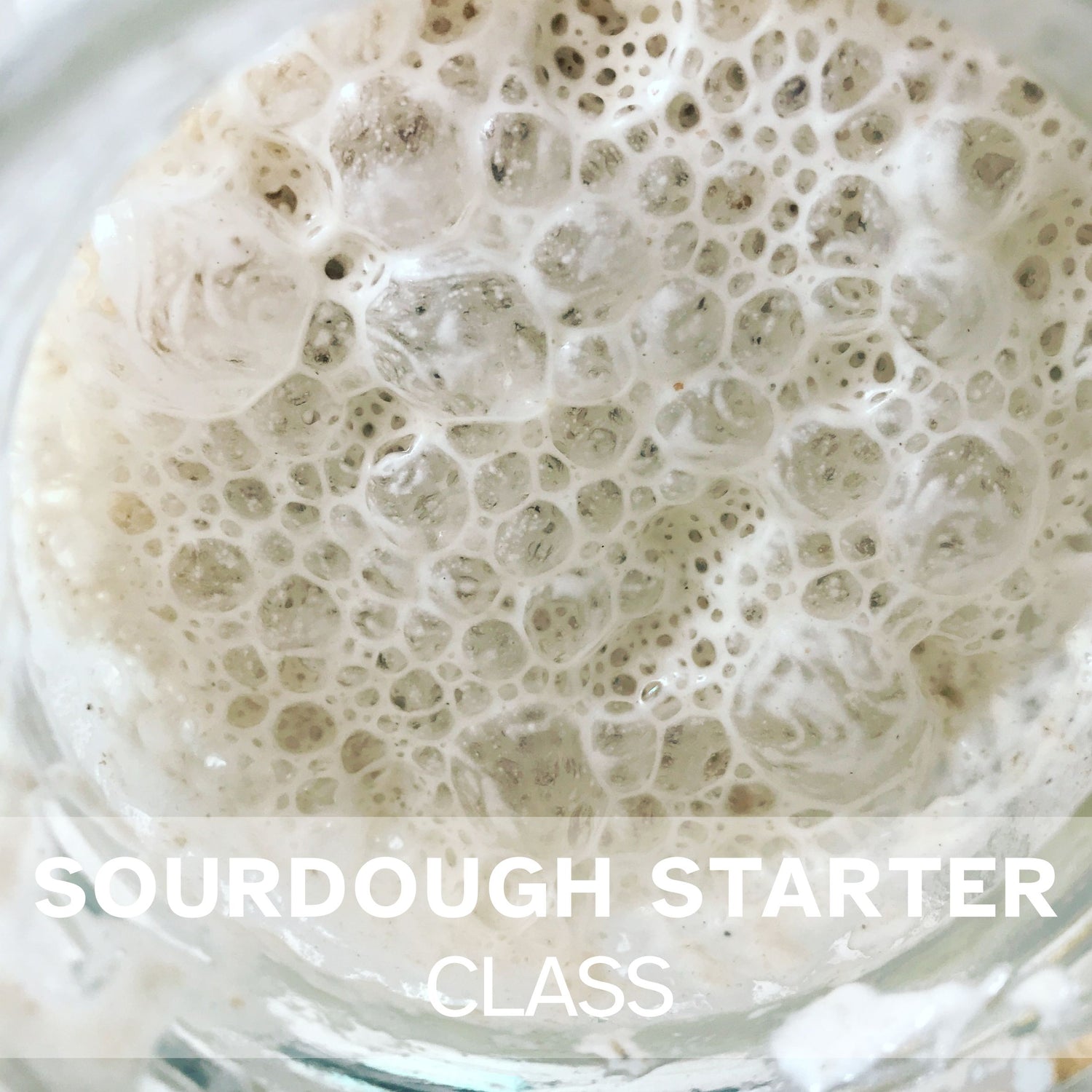 Top view of active bubbly sourdough starter