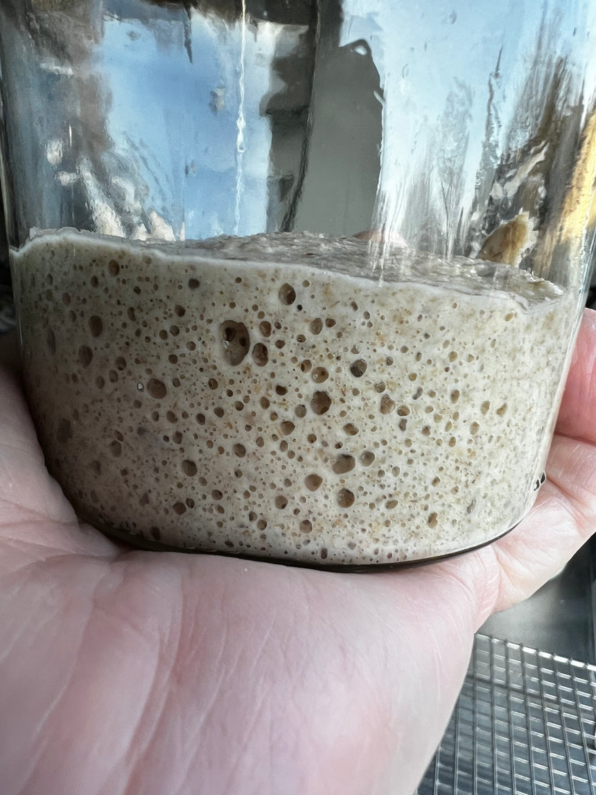 Sourdough Starter Culture-ACTIVE