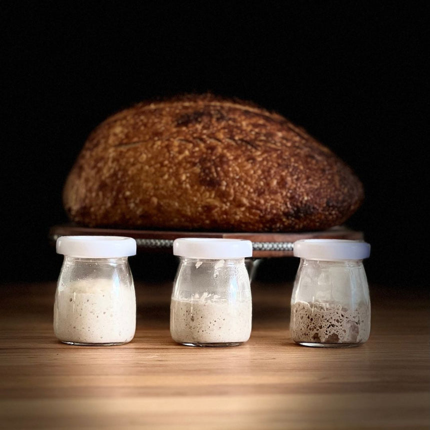 Sourdough Starter Culture-ACTIVE