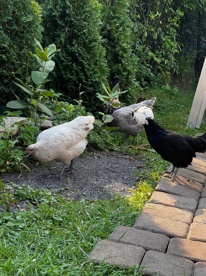 Three backyard chickens free ranging