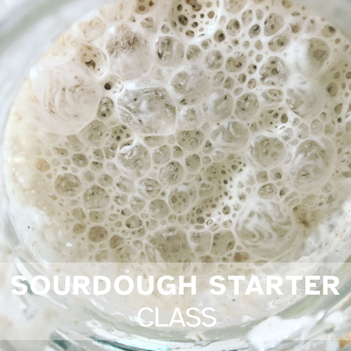 Top view of active bubbly sourdough starter