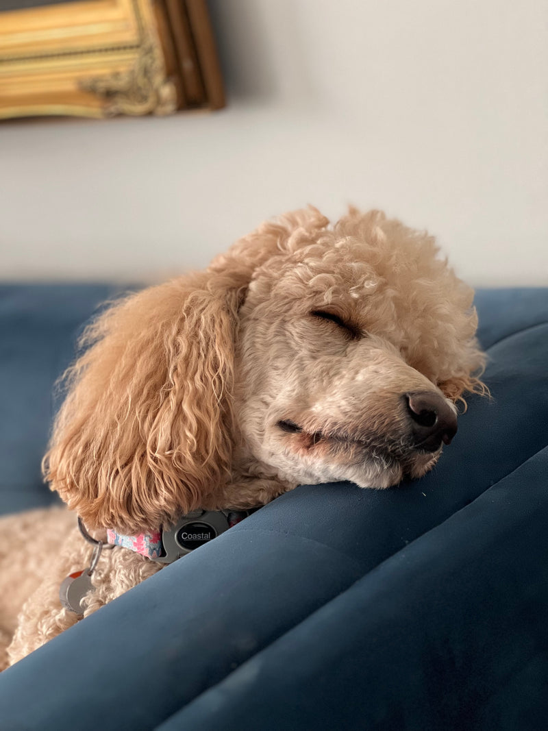 Standard Poodle Sleeping
