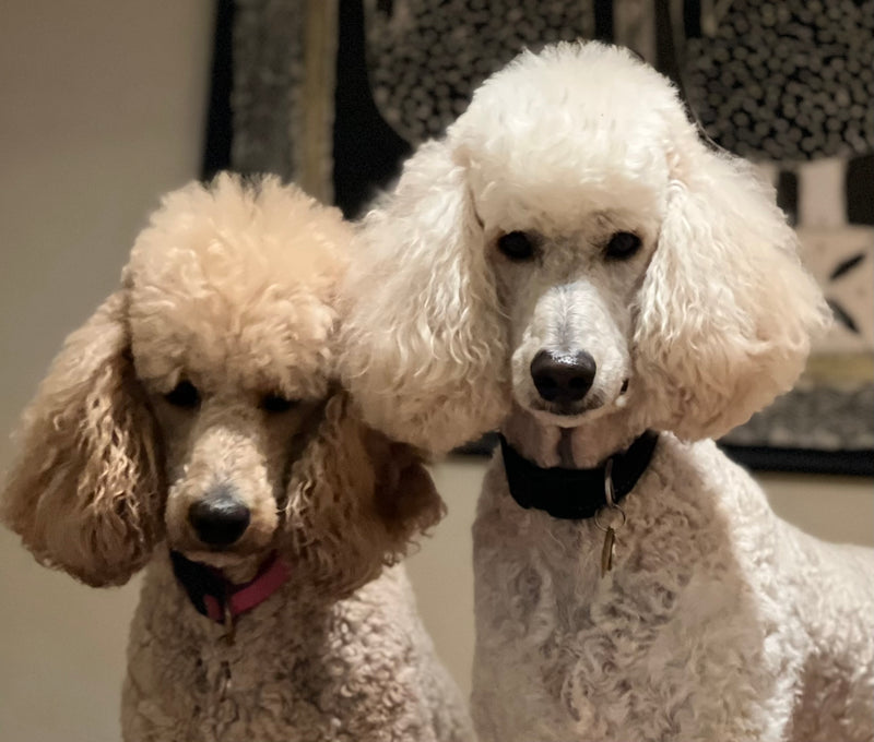 Two standard poodles