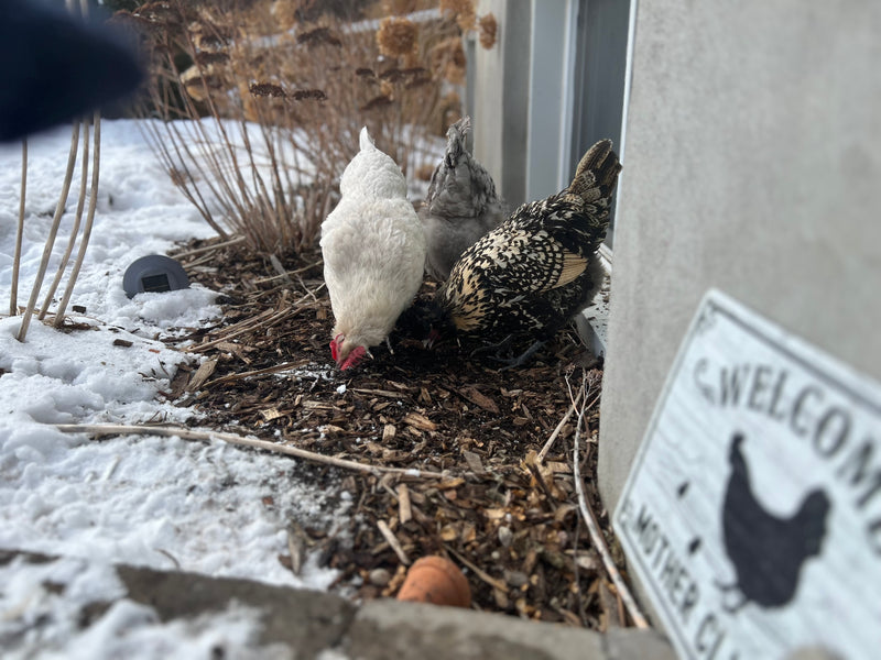 Three chickens in the winter with a welcom sign